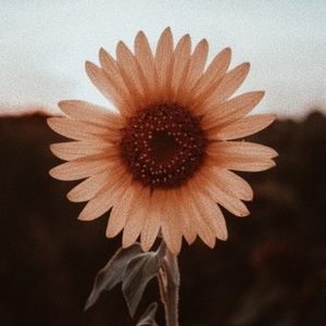 Meet your Posher, Annie